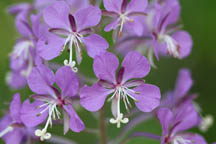 Fireweed plant.